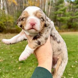 Amaretto - Merle female Bernedoodle puppy in Midland, Michigan from Northern Charm Farm