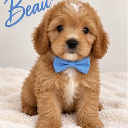 Beau - Red male Cavapoo puppy in Theodore, Alabama from Horton & Co. Cavapoos
