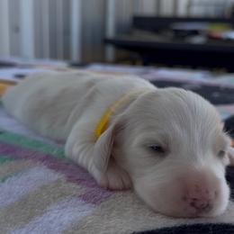 Yellow - Cream male Dachshund puppy in Poteau, Oklahoma from Sisters Dazzling Dachshunds