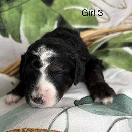 Girl 3 - Tri-color female Bernedoodle puppy in Colorado Springs, Colorado from Pikes Peak Doodles