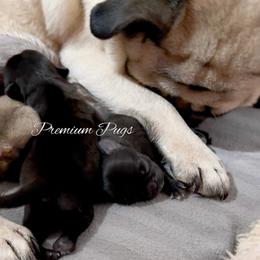 Frankie - Black male Pug puppy in Shady Hills, Florida from Premium Pugs