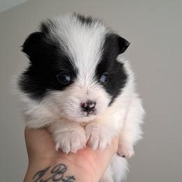 Pomeranian Puppies from Wisco Poms
