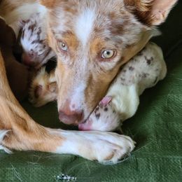 Border Collie Puppies from Cullins Collies