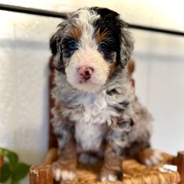 Royce - Blue merle male Bernedoodle puppy in Bremen, Indiana from Farmland Doodles