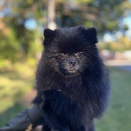 Shadow - Pomeranian