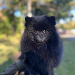 Shadow - Pomeranian