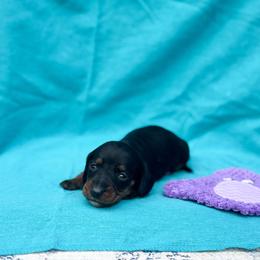 Shelly - Black and tan female Dachshund puppy in Salters, South Carolina from Long-Pine Dachshund