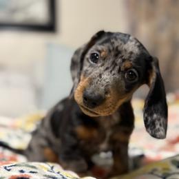 Dachshund Puppies from Cold Mountain Dachshunds