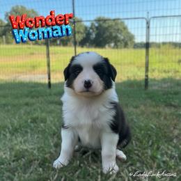 Wonder Woman-Black Tri Female - Black tri-color female Australian Shepherd puppy in Gainesville, Texas from Lady Luck Aussies