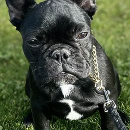 French Bulldogs from Robbi's French Bulldogs