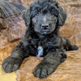 Aussiedoodle, Goldendoodle, and Labradoodle Puppies from Cedar Creek Ranch