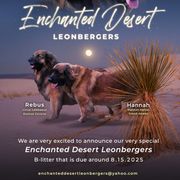 Dachshund and Leonberger Puppies from Enchanted Desert
