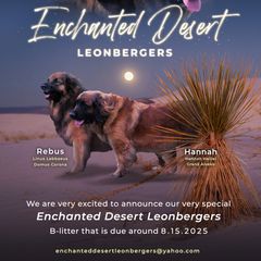 Dachshund and Leonberger Puppies from Enchanted Desert