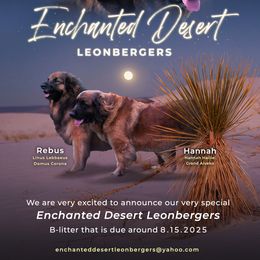 Dachshund and Leonberger Puppies from Enchanted Desert