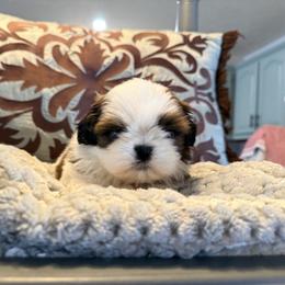 Girl 1 - Red and white female Shih Tzu puppy in New York, New York from Falling Star