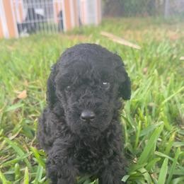Sapphire - Black female Poodle puppy in Fort Lauderdale, Florida from SoFlo Standard Poodles
