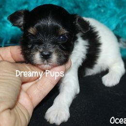 AKC Ocean - Black tan and white male Biewer Terrier puppy in Kennesaw, Georgia from Dreamy Pups
