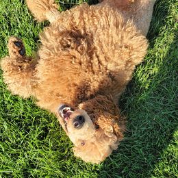 Harriette - Poodle