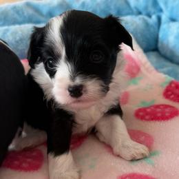 Sushi - Black and white female Chinese Crested puppy in Dublin, California from Show Style Chinese Cresteds