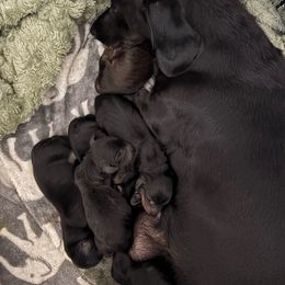 Jack - Black male Dachshund puppy in Las Vegas, Nevada from Desert Dachshunds