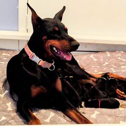 Doberman Pinscher Puppies from Davis Family Dobermans
