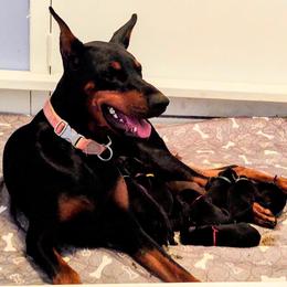 Doberman Pinscher Puppies from Davis Family Dobermans