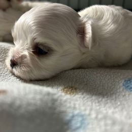 AKC Korean Male - White male Maltese puppy in Coats, North Carolina from Angie's Puppies