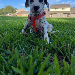 Dalmatian Puppies from Louisiana Roux Dalmatians