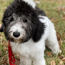 Aussiedoodle All Grown Up from Ooodles of Doodles