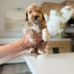 Arrow - Cream male Goldendoodle puppy in Farmington, Utah from Happy Day Doodles