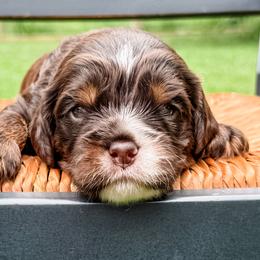Aussiedoodles, Australian Mountain Doodles, Bernedoodles, Cavapoos, Double Doodles, and Poodles from Steindoodles