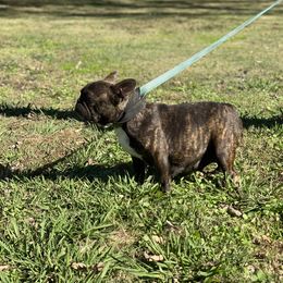 Denver  - French Bulldog