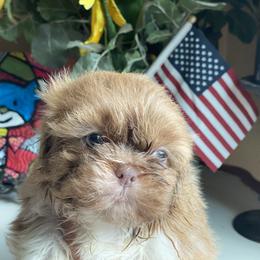 Girl 1 Blondi - Gold and white female Shih Tzu puppy in Troy, Michigan from "Shihtzu Best Friend"