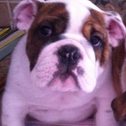 Bulldog Puppies from Peggy Gieselman