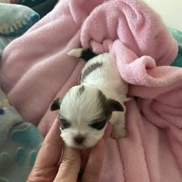 Little Lilly - Brindle female Shih Tzu puppy in Lebanon, Tennessee from Jan’s Shihtzus