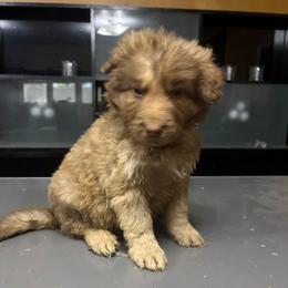 Pink - Brown seal male German Shepherd puppy in Lebanon, Pennsylvania from East Coast k9's