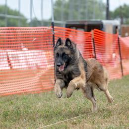 Belgian Tervuren Puppies from SoDak Belgians/ Protégé Belgians