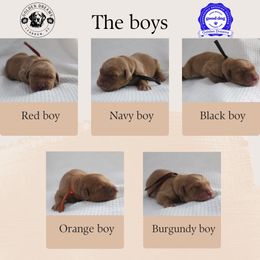 Boy 2 - Golden male Golden Retriever puppy in Landrum, South Carolina from Golden Dreams