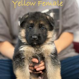 Yellow - Black and red female German Shepherd puppy in Baldwin, New York from vom Hermes German Shepherds