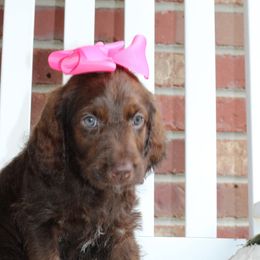 Labradoodle Puppies from Mountain Range Doodles