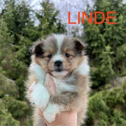 Linde - Sable and white Shetland Sheepdog puppy in Bainbridge, New York from Royal Tea Shelties