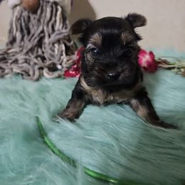 Lil Truper - Black and tan male Yorkshire Terrier puppy in Elgin, Texas from Indian Oaks Yorkies