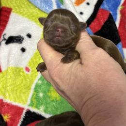 Chocolate girl - Liver female Shih Tzu puppy in Sharon, Pennsylvania from Keystone Danes and Shih tzus