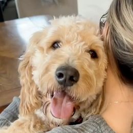 Goldendoodles from Mabel Rue Doodles