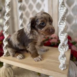 Dachshund Puppies from Duck creek farm
