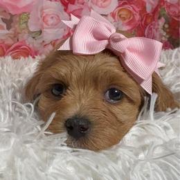 Saffron - Red female Havanese puppy in Clermont, Florida from Country Sweet Havanese and Creative Coaching