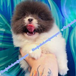 True Blue Parti - Blue parti male Pomeranian puppy in Albany, Oregon from Purrs N Poms