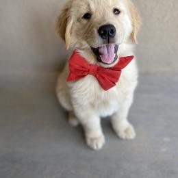 Golden Retriever Puppies from Amore Doro’ N Marshell Golden’s