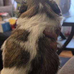 Shih Tzus from ROYAL SHIHTZUS