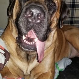 Mastiffs from Angela's Mastiffs